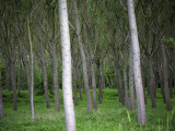 Trees in Forest Fotografie-Druck von Barbara Van Zanten