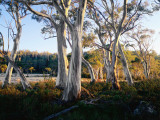 Snowgums Near Lake St Clair Photographic Print by Rob Blakers