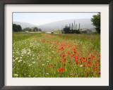 Many States Plant Wildflowers Along Busy Roadsides or Inside Interstate Medians Framed Photographic Print by Dean Fosdick