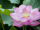 Enormous Lotus Blossom in Shinobazu Pond, Ueno Park Photographic Print by Rachel Lewis