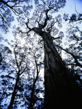 Eucalypt Trees from Below in Southeast Tasmania Photographic Print by Rob Blakers
