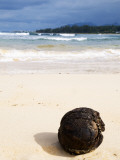 Coconut Washed Up on Beach Photographic Print by Sabrina Dalbesio