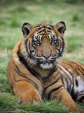 Young Tiger Photographic Print by Tony Burns