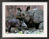 Hartali, a Rhinoceros at the Patna Zoo, is Seen with Her New Baby in Patna, India, January 24, 2007 Framed Photographic Print by Prashant Ravi