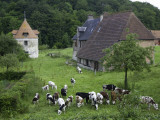 Dairy Herd of Brown and White Cows with Farm Buildings Near Blangy-Le-Chateau, Pays D'Auge Photographic Print by Barbara Van Zanten