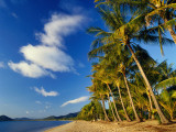 Palm Trees on Palm Cove Beach Photographic Print by Richard l'Anson