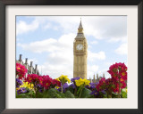 Spring Primulas Flower Framed Photographic Print