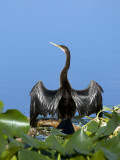 Anhinga Photographic Print by Mark Newman