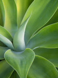 Green Succulent Plant at Botanical Gardens Lámina fotográfica por Sabrina Dalbesio Green Succulent Plant at Botanical Gardens Lámina fotográfica por Sabrina Dalbesio