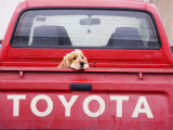 Dog Waiting on Back of Ute Fotografisk trykk av Andrew Bain Dog Waiting on Back of Ute Fotografisk trykk av Andrew Bain