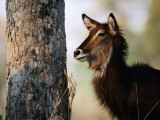 Adult Female Waterbuck (Kobus Ellipsyprimus) Photographic Print by Andrew Parkinson