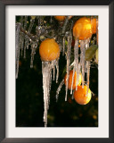Drip Irrigation Creates Icicles and Forms an Insulation and Way of Protecting Oranges on the Trees Framed Photographic Print by Gary Kazanjian