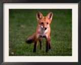A Fox Walks into a Yard Behind a Suburban Home in West Des Moines, Iowa, September 21, 1999 Framed Photographic Print by John Gaps III