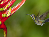 Gray-Tailed (White-Throated) Mountain Gem, Female (Lampornis Cinereicauda) Photographic Print by Alfredo Maiquez