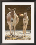 Asian Wild Donkey Jumps Beside of Its Mother Framed Photographic Print by Hermann J. Knippertz