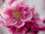 Detail of Cherry Blossom in Koraku-En Park Photographic Print by Brent Winebrenner