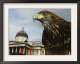 Elektra, a Harris Hawk Framed Photographic Print