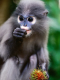 Dusky Langur at Wild Animal Refuge, Baan Talae Nork Photographic Print by Tom Cockrem