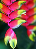 Colourful Shitulli Flower Reprodukcja zdjęcia autor Paul Kennedy Colourful Shitulli Flower Reprodukcja zdjęcia autor Paul Kennedy