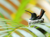 Rufous-Tailed Hummingbird (Amazilia Tzacatl) Sitting in Nest Photographie par Shannon Nace