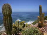 Cacti in Gardens of Fellowship of Self Realization with Pacific Ocean Beyond Lámina fotográfica por Ruth Eastham & Max Paoli Cacti in Gardens of Fellowship of Self Realization with Pacific Ocean Beyond Lámina fotográfica por Ruth Eastham & Max Paoli