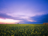 Derelict House in Canola Field Photographic Print by Shayne Hill