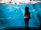 Young Child Gazing at Fish at Osaka Aquarium Photographie par Antony Giblin