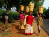 Agricultural Workers with Baskets on Heads Photographic Print by Tom Cockrem