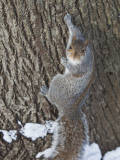 Squirrel on Tree Trunk in Central Park Photographic Print by Richard l'Anson