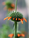 Flower known Locally as Flor De Cardo Photographic Print by Paul Kennedy
