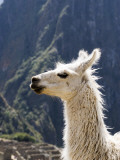 Llama (Lama Glama) Photographie par Brent Winebrenner
