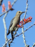 Gila Woodpecker (Melanerpes Uropygialis) Photographie par Mark Newman