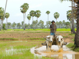 Farmer in Rice Fields North of Phnom Penh Photographic Print by Austin Bush