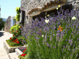 Butterflies on Lavender Bush by Main Square Photographic Print by Ruth Eastham & Max Paoli