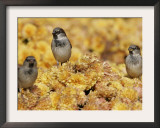 A Group of Sparrows Warm Themselves in the Noon Sun, in Lafayette Park Across from the White House Framed Photographic Print by Ron Edmonds