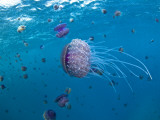Mark Webster - Purple Ocean Jelly Fish, Ras Banas, Red Sea - Fotografik Baskı Mark Webster - Purple Ocean Jelly Fish, Ras Banas, Red Sea - Fotografik Baskı