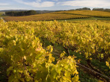 Autumn in the Tamar Valley Vineyards Fotografisk trykk av Andrew Bain Autumn in the Tamar Valley Vineyards Fotografisk trykk av Andrew Bain