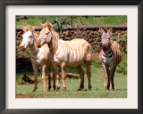 Two White Zebras Stand Next to a Common Zebra Framed Photographic Print