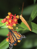 Butterflies Including Monarch Butterfly (Danaus Plexippus) Photographie par Ruth Eastham & Max Paoli