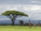 Maasai Giraffe (Giraffa Camelopardalis Tippelskirchi) Photographie par Ariadne Van Zandbergen