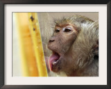 A Long-Tailed Macaque Licks a Block of Frozen Bananas Sunday, November 26, 2006 Framed Photographic Print by David Longstreath