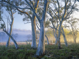 Snowgums at Navarre Plains, South of Lake St Clair Fotografisk trykk av Rob Blakers Snowgums at Navarre Plains, South of Lake St Clair Fotografisk trykk av Rob Blakers