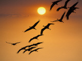 Sandhill Crane (Grus Canadensis) Migration Along Platte River Photographic Print by Mark Newman