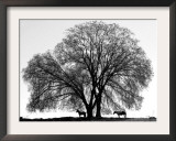 A Pair of Horses Stake out Spots Under the Young Leaves of a Shade Tree Near Sparta Framed Photographic Print