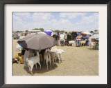 Somaliland Women with Their Goats Protect Themselves from Hot Sun with Umbrellas Framed Photographic Print by Sayyid Azim