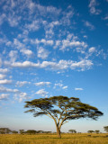 Acacia Trees under Blue Sky with Clouds Lámina fotográfica por Sean Caffrey Acacia Trees under Blue Sky with Clouds Lámina fotográfica por Sean Caffrey