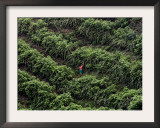 Female Farm Worker Picks Up Dragon Fruit in Ticuantepe, Nicaragua, September 26, 2006 Framed Photographic Print by Esteban Felix