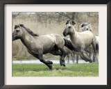 Wild Konik Stallions near Gelting, Germany Framed Photographic Print by Heribert Proepper