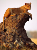 Lioness (Panthera Leo) Watching Surroundings from Termite Mound Photographie par Andrew Parkinson