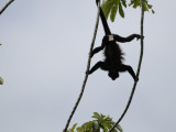 Male Mantled Howler Monkey (Alouatta Palliata) Splayed in Tree Photographic Print by Shannon Nace